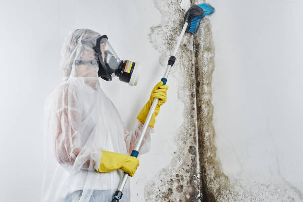 Best Residential Mold Removal  in Bishopville, SC