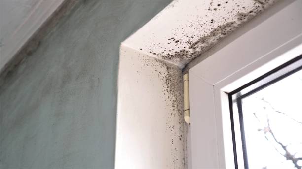 Attic Mold Removal in Bishopville, SC