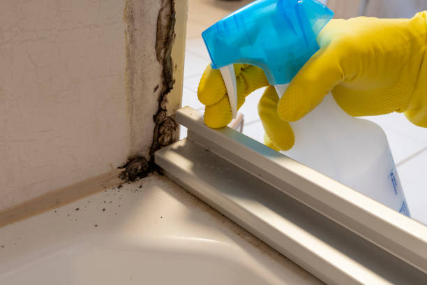 Best Same-Day Mold Removal  in Bishopville, SC
