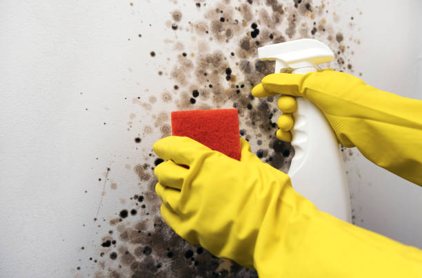Best Attic Mold Removal  in Bishopville, SC