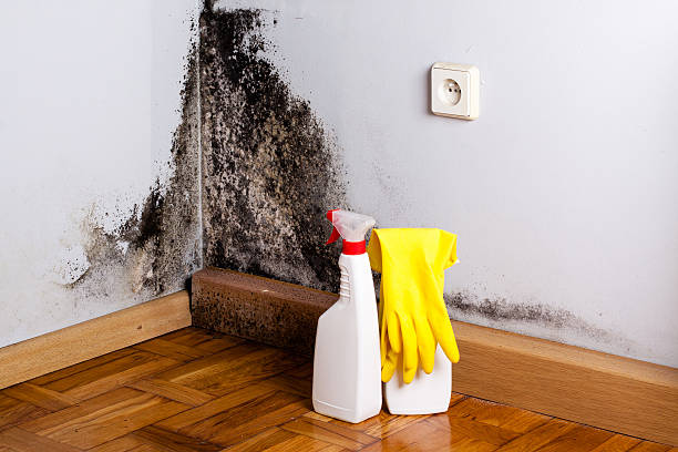 Best Mold Removal Company Near Me  in Bishopville, SC