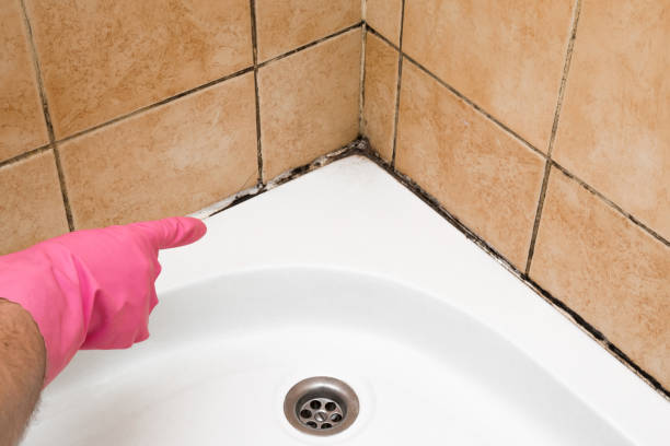 Home Mold Removal in Bishopville, SC